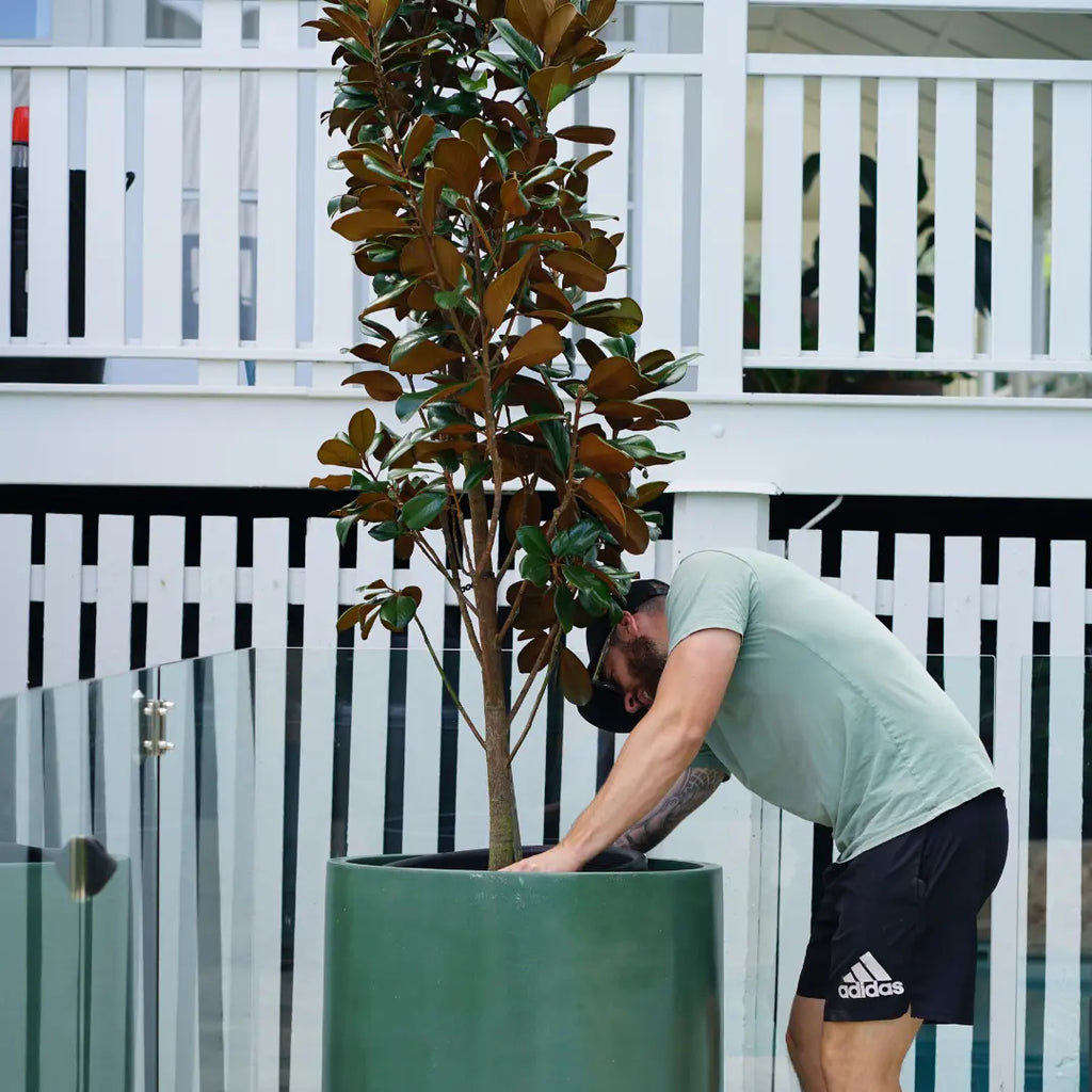 How to Pot a Plant