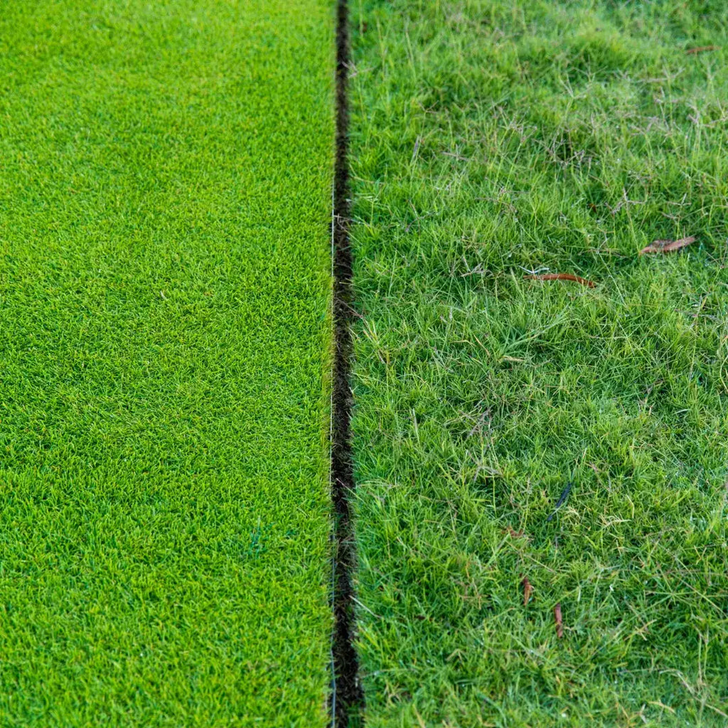 Couch, Zoysia or Buffalo: Which Grass Type Is Right for You?