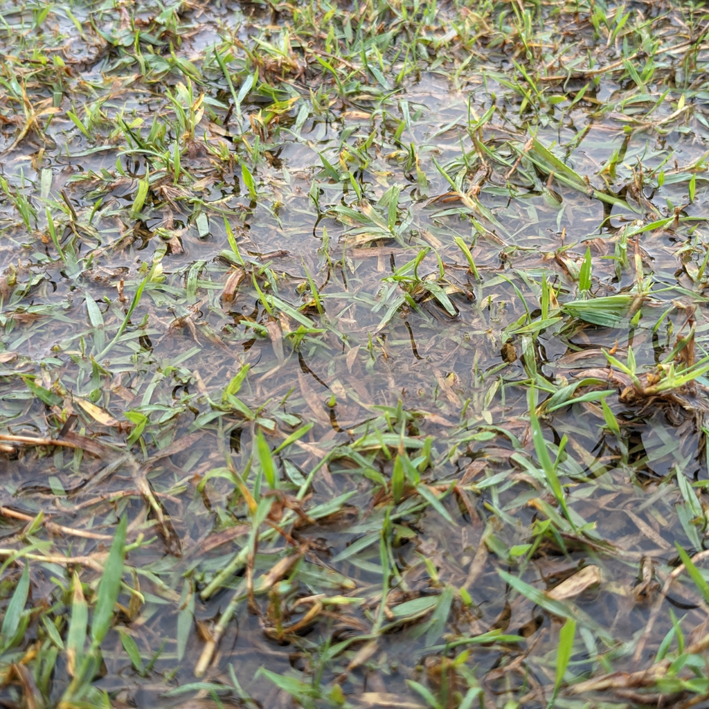How to Deal with Waterlogged Lawn