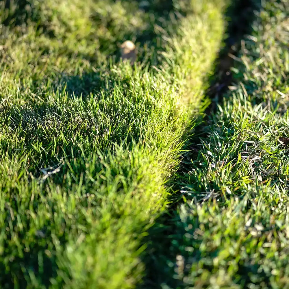 ALC Turf