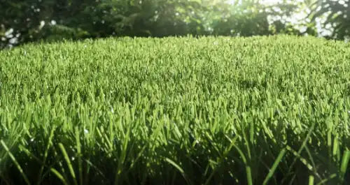 Lawn Solutions Australia Lawn Care Products
