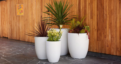 Pot next to wooden wall, pots with plants