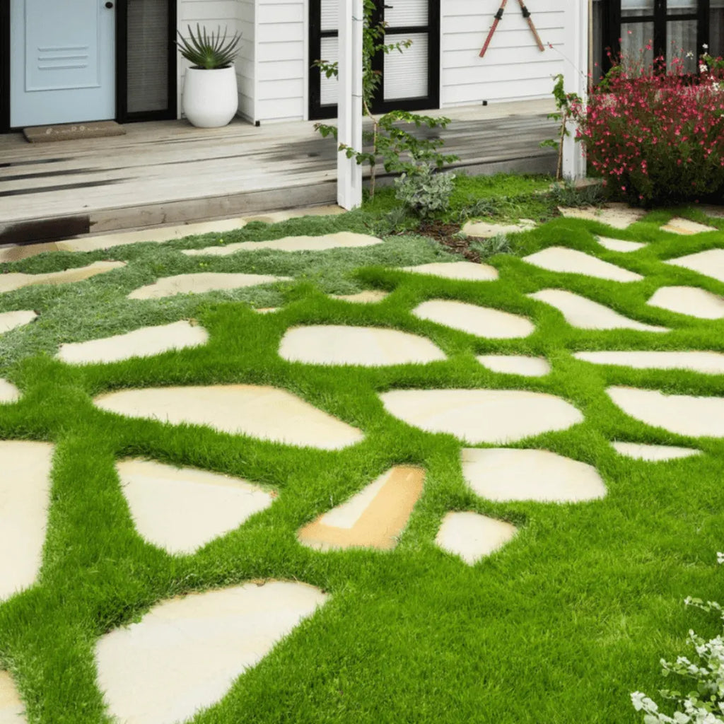 Sir Grange Zoysia Grass | Premium Turf - Australian Landscape Supplies