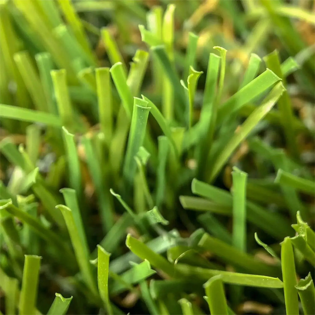 Oasis 35mm - Artificial Turf | All Year Green - Australian Landscape Supplies