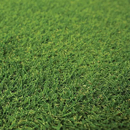 Augusta Zoysia | Fine Leaf Turf /m2 | Available from Australian Landscape Supplies