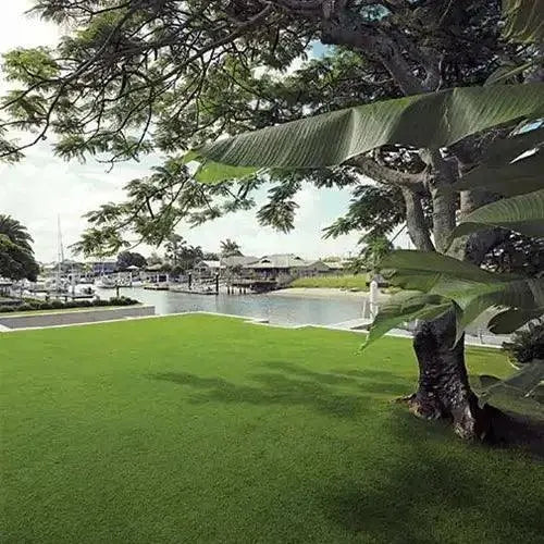 Augusta Zoysia Grass | Fine Leaf Turf - Australian Landscape Supplies