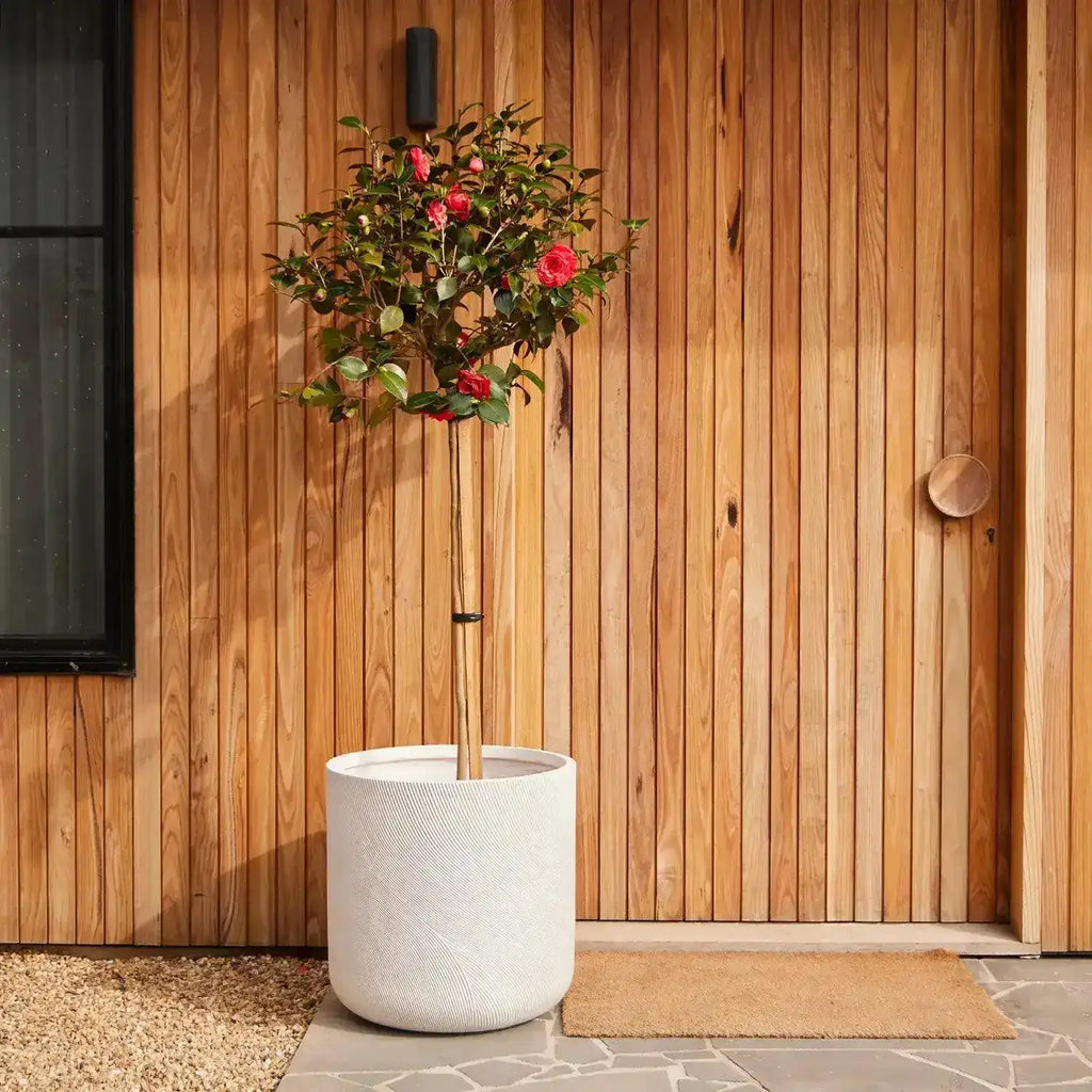 Helix Cylinder Pot - Australian Landscape Supplies