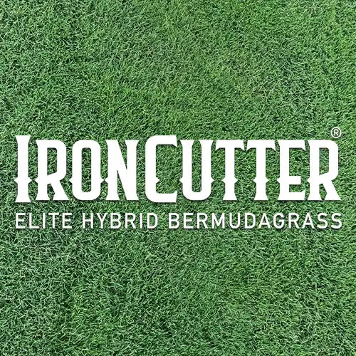 IronCutter Elite Hybrid Bermudagrass Turf | Available from Australian Landscape Supplies