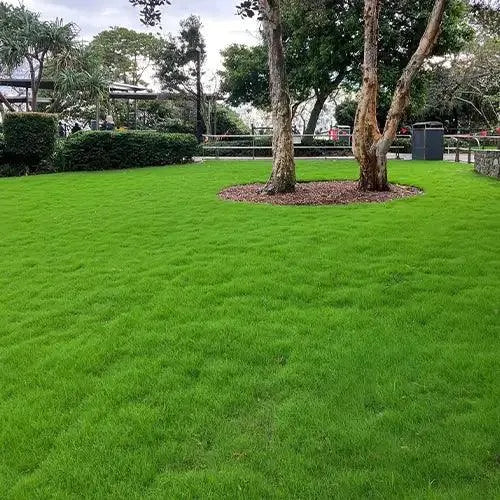 IronCutter Elite Hybrid Bermudagrass Turf | Available from Australian Landscape Supplies