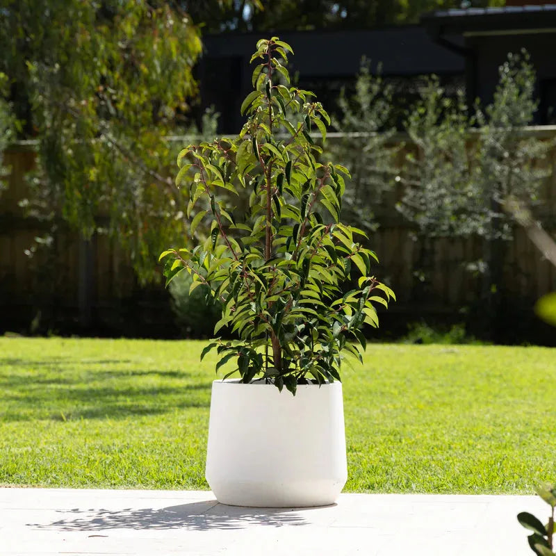 Cement Lite Modern Drum Pot - White - Australian Landscape Supplies