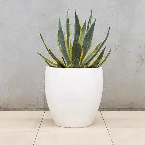 Montague Lightweight Fibreglass Egg Pot - White - Australian Landscape Supplies
