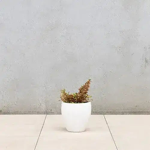 Montague Lightweight Fibreglass Egg Pot - White - Australian Landscape Supplies