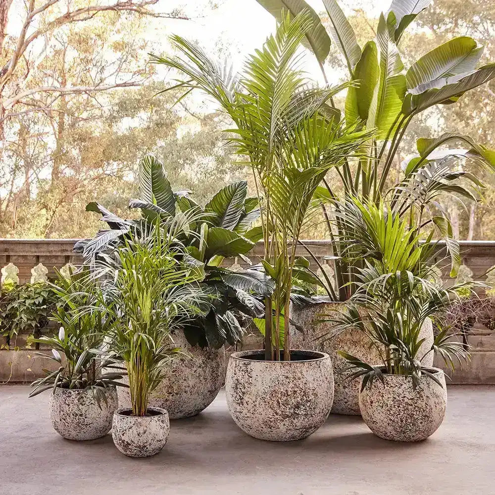 MEGA Belly Lightweight Fibreglass Pot - Atlantic White - Australian Landscape Supplies