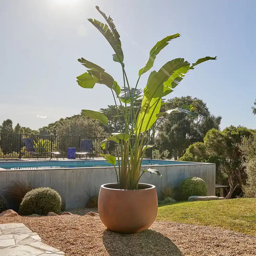 Large Pots Australian Landscape Supplies large-pots-australian-landscape-supplies
