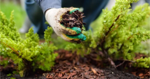 Garden Mulch used in the Garden Available from Australia Landscape Supplies