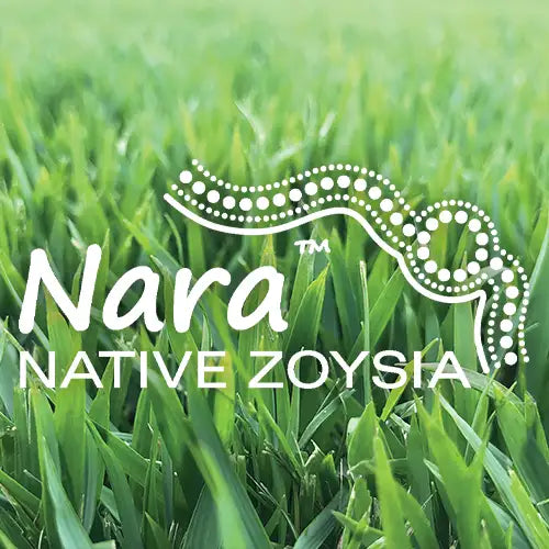 Nara - Native Zoysia All-rounder Turf | Available at Australian Landscape Supplies