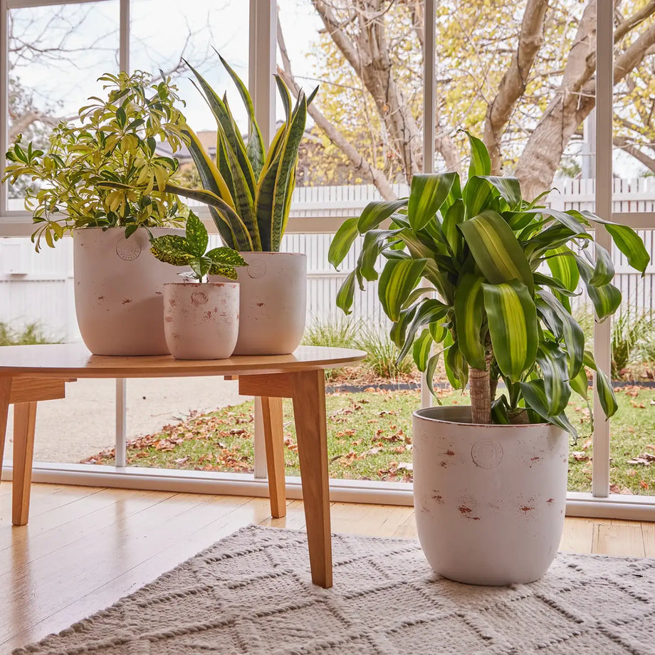 boho indoor plant pots Boho Egg Fibreglass Indoor Planter Pot – Australian Landscape Supplies