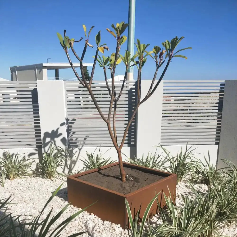 Weathered Steel Raised Garden Bed 1200 x 1200 + 600mm - Straightcurve - Australian Landscape Supplies