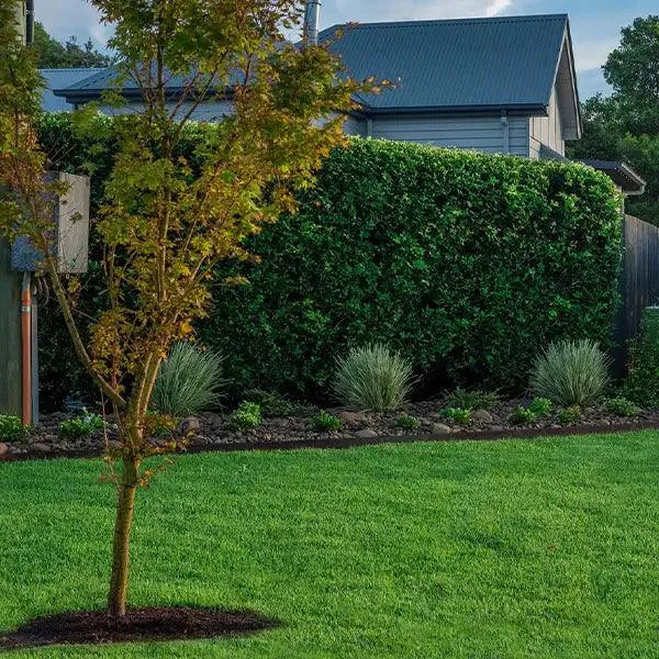 Zoysia Australis Grass | Hardy Turf - Australian Landscape Supplies