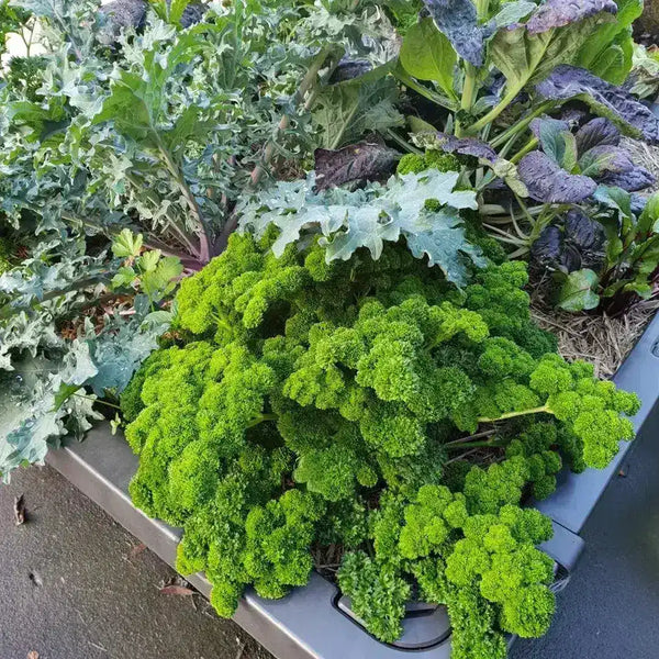 Foodcube Slim Raised Garden Wicking Bed & Rocky Point Bundle - Australian Landscape Supplies