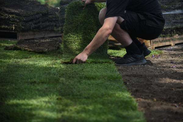 Our Sunshine Coast turf range