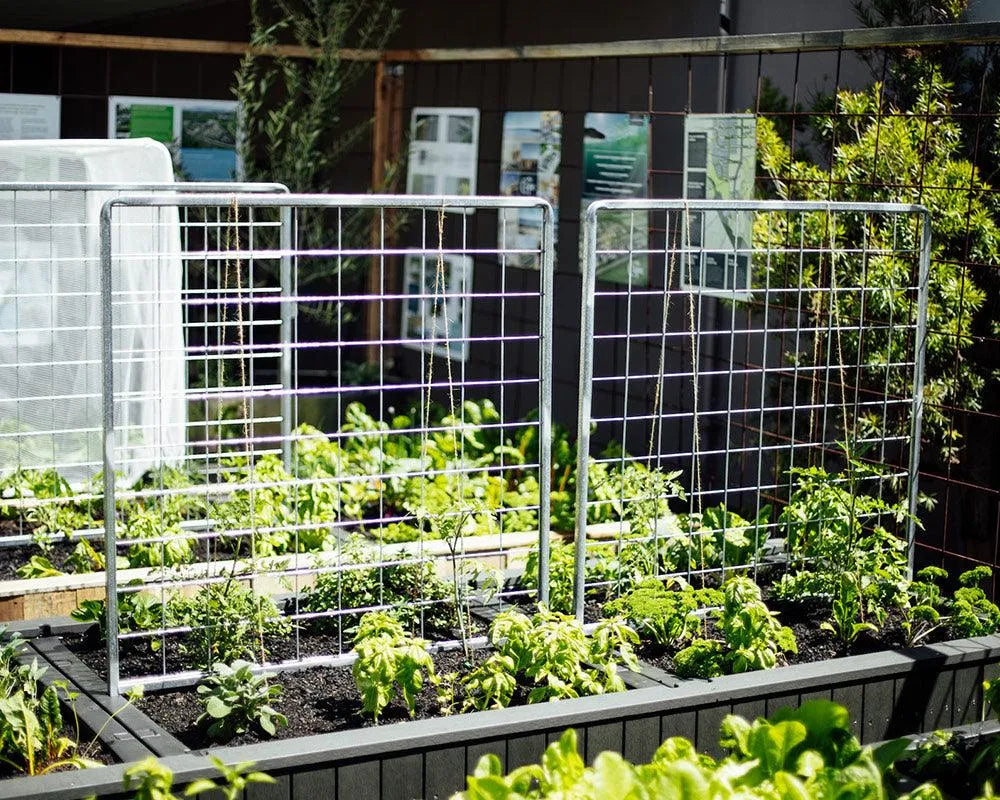 Trellis - Australian Landscape Supplies
