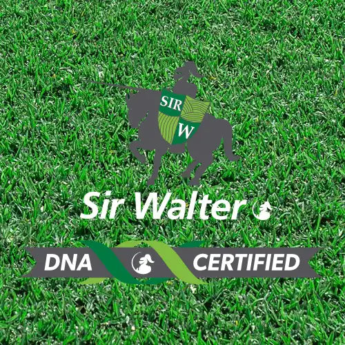Sir Walter | DNA Certified Turf /m2 | Grass Turf | Australian Landscape Supplies