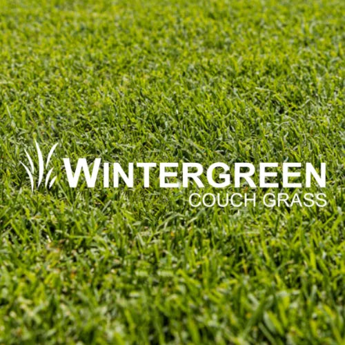 Wintergreen Couch | Budget Turf | Australian Landscape Supplies