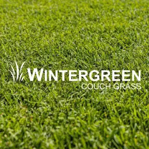 Wintergreen Couch Budget Friendly Australian Landscape Supplies